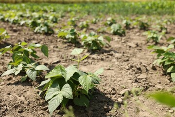 Soy plants with green leaves growing in field, closeup