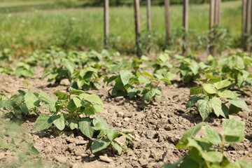 Soy plants with green leaves growing in field, closeup