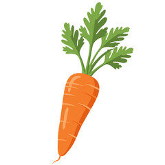 Orange Carrot with Green Leaves