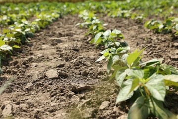 Soy plants with green leaves growing in field, closeup