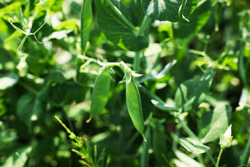 Pea plants with green leaves and pods growing in field, closeup