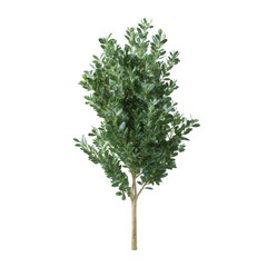 A vibrant green tree with lush leaves, perfect for adding a natural touch to any design. Isolated on a white background for easy use in various projects.