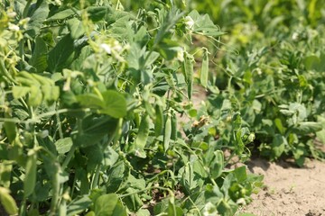 Pea plants with green leaves and pods growing in field, closeup