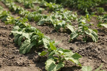 Bean plants with green leaves growing in field