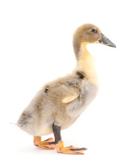 Little cute duckling.