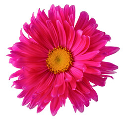 pink gerber daisy isolated on white background