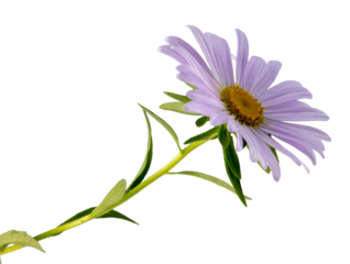 purple daisy flower isolated on white background
