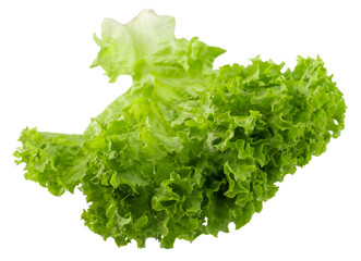fresh green lettuce isolated on white background