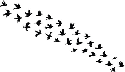 Silhouette of flying birds isolated on white background, flock of birds in motion, migration concept, bird flight pattern, wildlife freedom scene, nature art