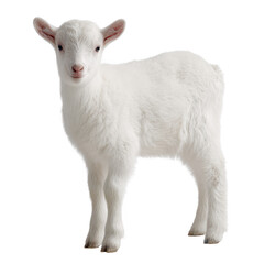 Fototapeta premium Adorable white goat kid standing on a white isolated background, showcasing its soft fur and playful demeanor, perfect for animal lovers and farm-themed designs.