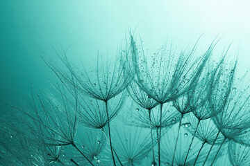 close up of dandelion with water drops on a green background