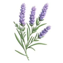 Naklejka premium Elegant vector illustration of a lavender stem in muted tones on white background, ideal for packaging, prints, or wellness branding