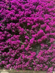 Obraz premium pink flower wall