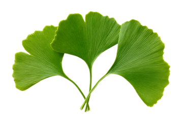 Ginkgo biloba leaf isolated on white
