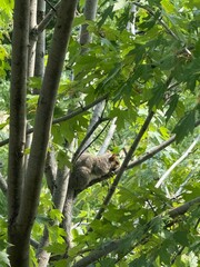 squirrel on tree