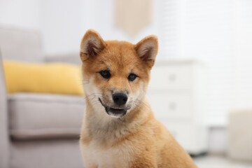 Portrait of cute Shiba Inu dog on blurred background