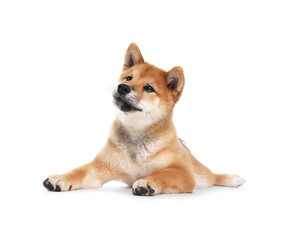 Cute Shiba Inu dog lying on white background