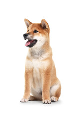 Cute Shiba Inu dog sitting on white background