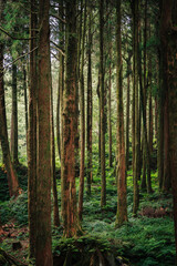 Fototapeta premium Tall, dense evergreen forest with towering trees and lush undergrowth. Moody, atmospheric lighting.