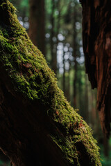Close-up of a tree trunk covered in vibrant green moss, with a blurred forest background.