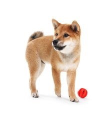 Cute Shiba Inu dog on white background