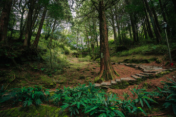 Fototapeta premium A serene, misty forest path leads into a dark, mossy woodland. Stone steps and a lantern add a touch of mystery.