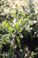 Green pea plant with blossoms growing outdoors, closeup