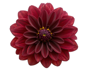 Dark red dahlia flower isolated on transparent background