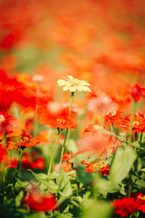 A single yellow zinnia flower stands amidst a vibrant field of red and orange zinnias. Soft focus and warm tones create a dreamy, bokeh effect