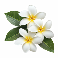 Fototapeta premium White and yellow plumeria flowers with green leaves, isolated on transparent background.