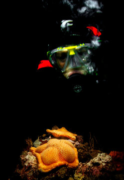 Cushion star fish, Penta starfis, Peltaster placenta, and scuba diver gazing, Adriatic Sea, Mediterranean Sea, Alghero, Sardinia, Italy