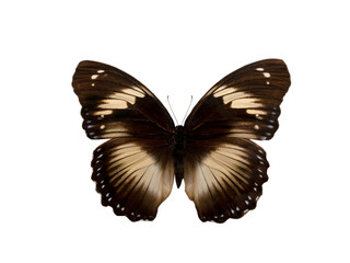 butterfly hypolimnas salmacis isolated on white background