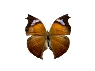 butterfly salamisn anteva  isolated on white background