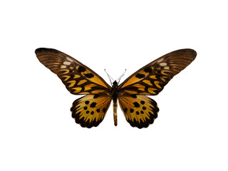 butterfly Papilio antimachus isolated on white background