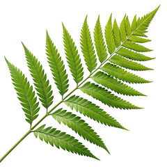 fern leaf isolated on white