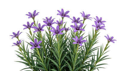 Fototapeta premium Vibrant purple flowers bloom amidst lush green foliage, creating stunning display of nature beauty. This arrangement evokes sense of tranquility