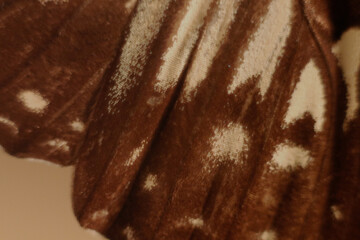 close up of a fur