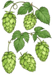 Fototapeta premium Vibrant Green Hops Botanical Illustration