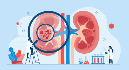 Understanding kidney health and function exploring the complexities of renal anatomy and disease