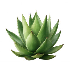 Fototapeta premium Succulent plant with striking green leaves, beautifully arranged in a rosette formation, perfect for home decor or gardening projects, isolated on a white background.