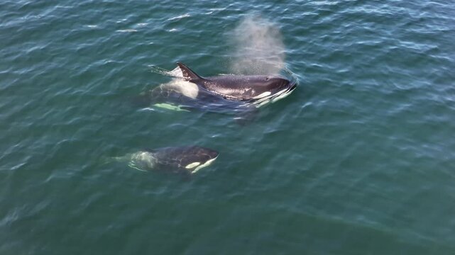 Aerial view of two Orcas, one adult and one juvenile, swim in the dark greenish-blue ocean waters, creating a stunning contrast, Friday Harbor, Washington, United States.