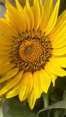 Obraz premium Close-up of a sunflower
