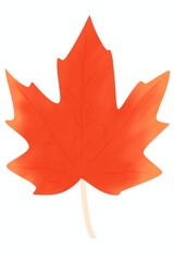 Red leaf plant tree white background.