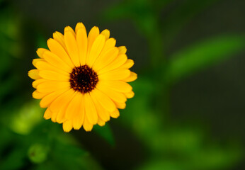 Orange Calendula flower on a green background. Close-up. Copy space. Selective focus.