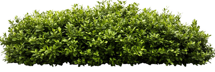 Obraz premium bush on transparent white background in PNG format.
