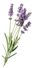 Fresh lavender sprigs with purple blooms isolated on transparent background