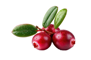 Close-up of three cranberries with leaves