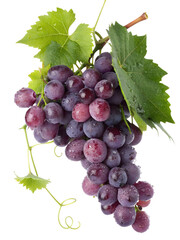 Fototapeta premium Lush cluster of purple grapes isolated on transparent background