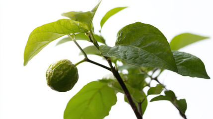 Produce plant concept Fresh produce from plant showcases vibrant green leaves and developing fruit, symbolizing growth and nature beauty