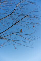冬空に佇むモズ
